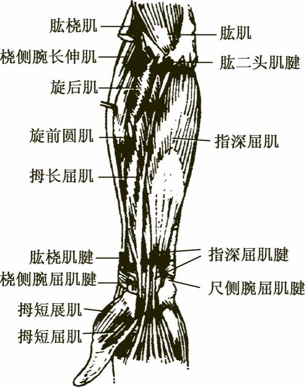 图5-44 腕掌侧肌腱示意图