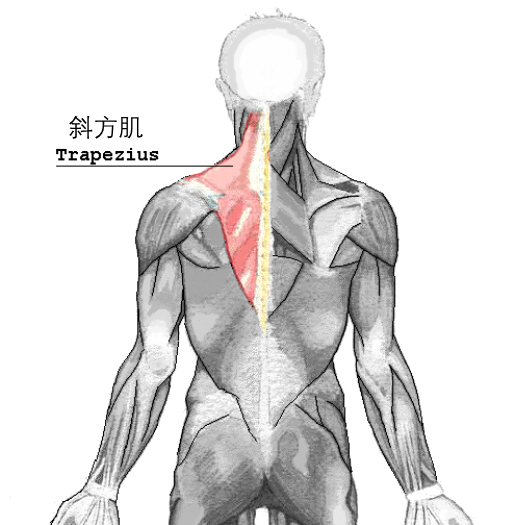 缓解肩膀不适 先介绍一下一块重要的肌肉——斜方肌(trapezius)