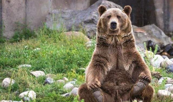 上海野生动物园群熊伤人致1人死亡动物发疯的背后揭露了一场暴行