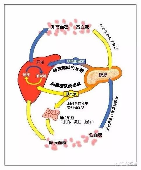 4,胰腺器官的供血系统 1)胰腺的动脉供给 胰腺的动脉血供主要来源于