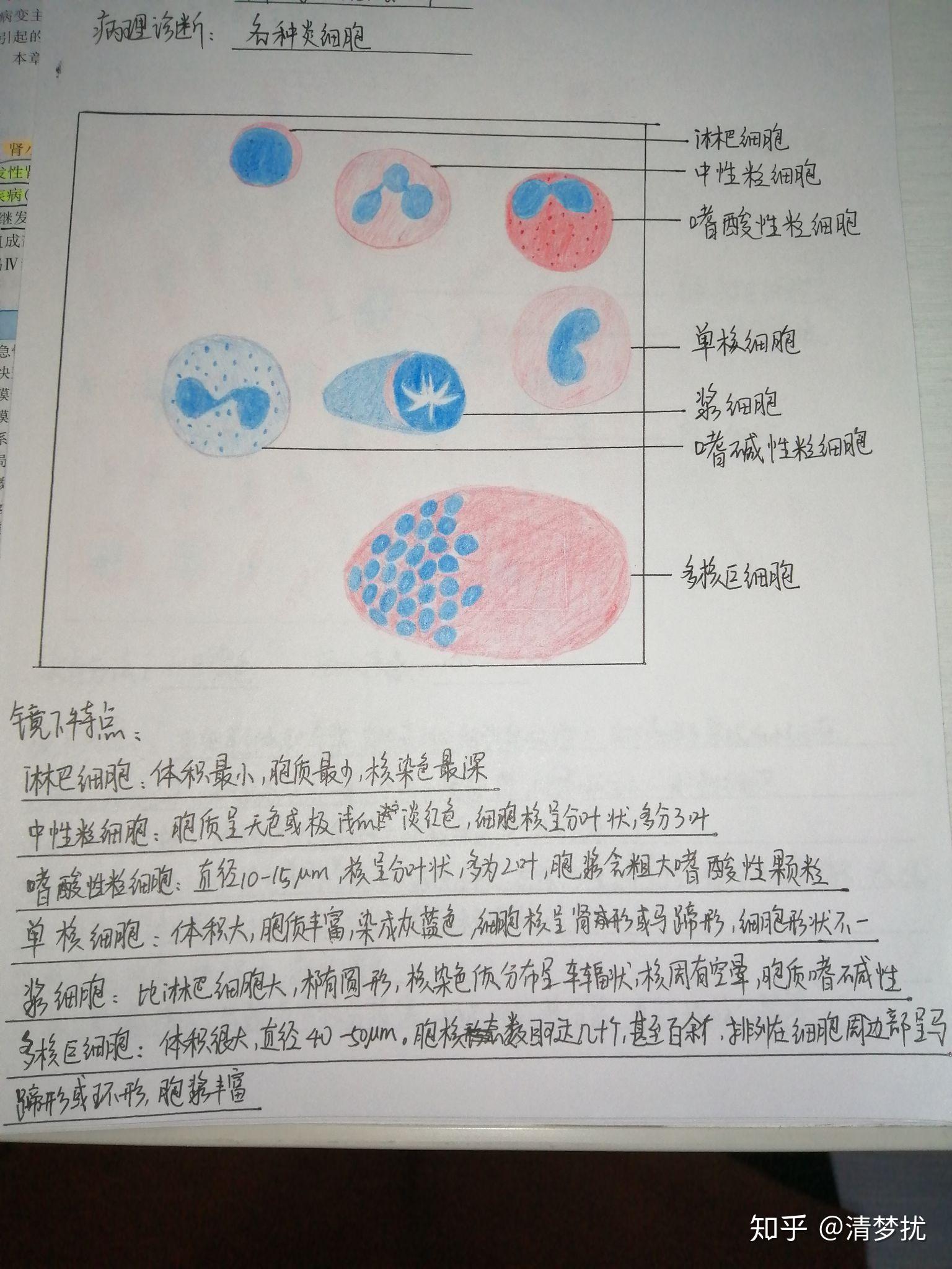 2.各类炎细胞1.