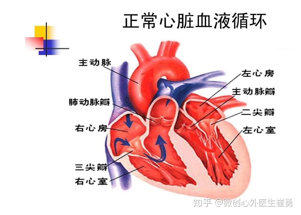心脏瓣膜病就是指二尖瓣,三尖瓣,主动脉瓣和肺动脉瓣的瓣膜因风湿热