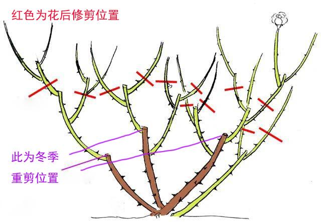 月季现在就急着修剪找准时机修剪很关键附花后修剪技巧