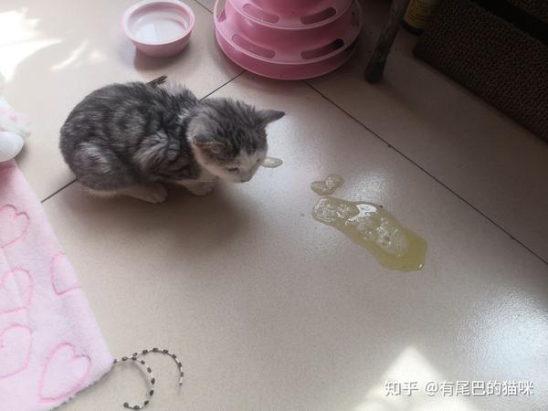 自宅治疗猫瘟抗战一星期过程记录