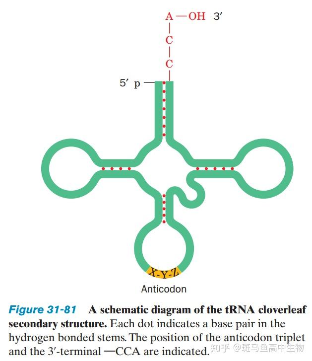 转运rna分子中氨基酸的结合部位的序列为什么是cca3
