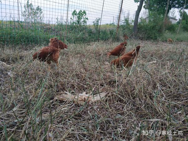 散养土鸡喜欢吃什么草