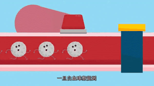 首先是吞噬细胞,巨噬细胞和树突状细胞进入血液,在血液循环中,它们会