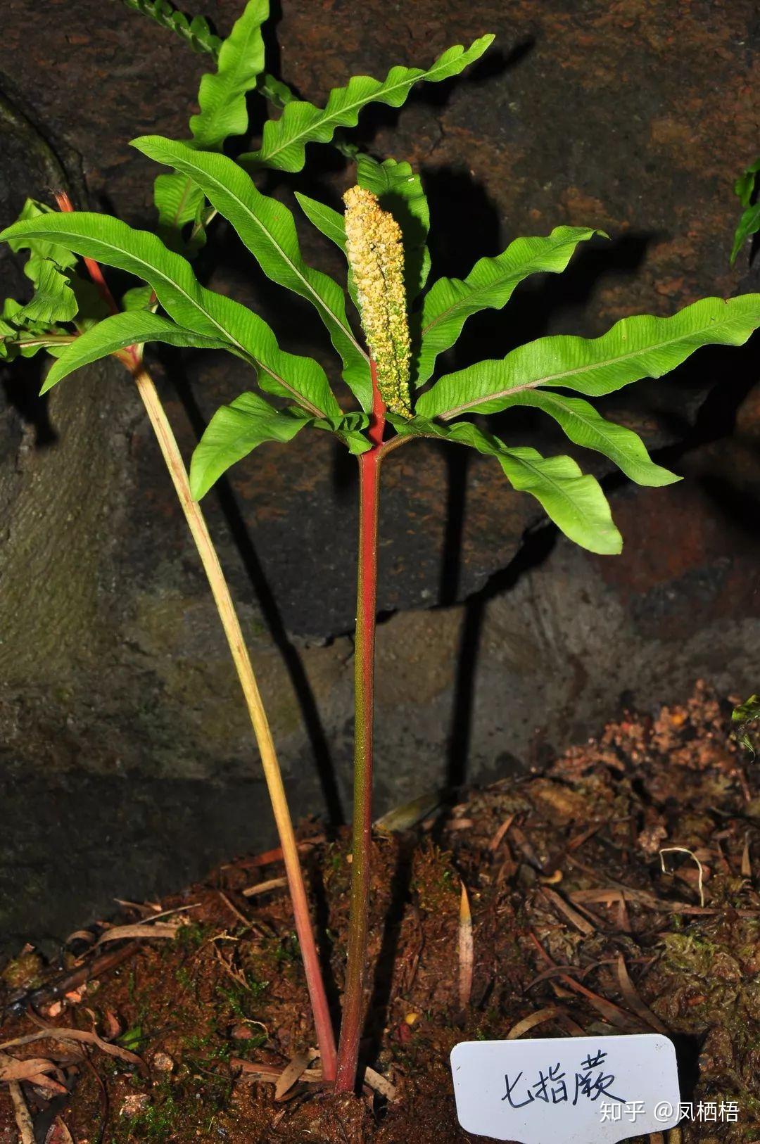 um vulgatum,绒毛阴地蕨(botrychium lanuginosum,食蕨(pteridium