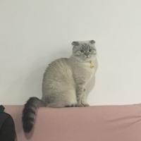 但是丁真,一个小学三年级文化的半文盲,只是靠着皮囊火了.