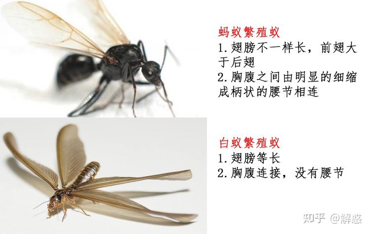 家里发现这种像蚂蚁的带翅膀虫子如何驱虫杀虫剂有用吗不会是白蚁把有