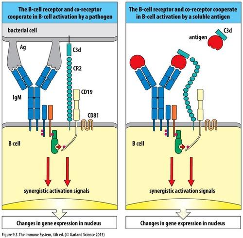 b细胞辅助受体激活示意图(janeway im)