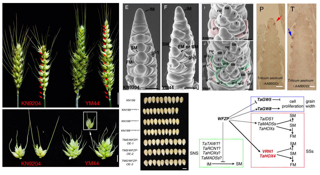 plant biotech j | 刘西岗/景蕊莲合作团队解析小麦穗