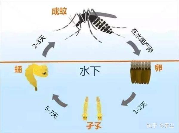 也就是它生长的每个时期特征都不一样,一开始在水中只是一个卵,经历1