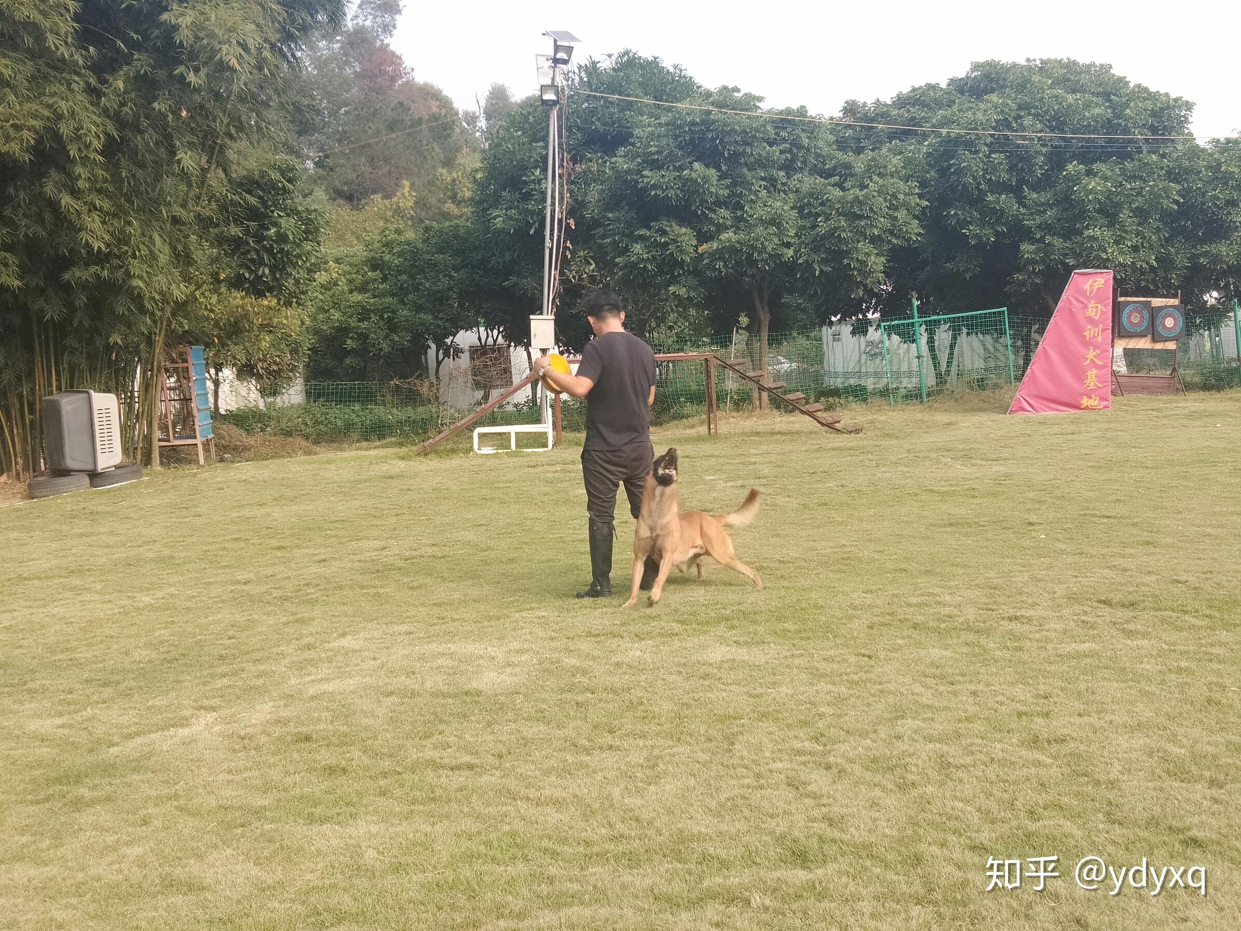 中山专业训犬基地训狗学校伊甸园训犬基地