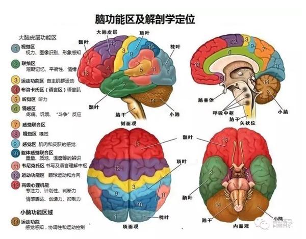 这张图讲述了人的大脑分区和每一个分区所掌管的功能.