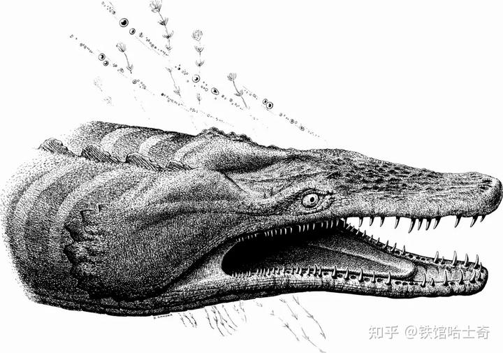 与伊克昭龙系统分类较近的西莫多龙(simoedosaurus)复原图.