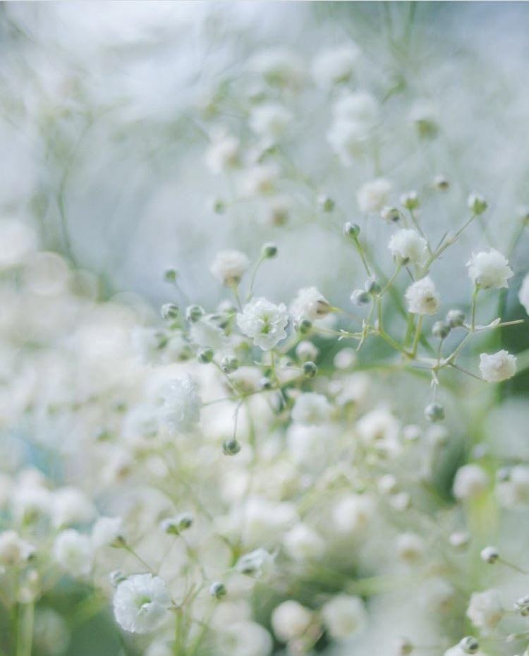 【原创】一周一花 满天星