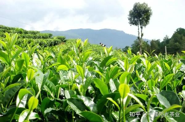 《茶陵图经》云: "茶陵者,所谓陵谷,生茶茗焉."  茶,喜温燥而忌湿冷.