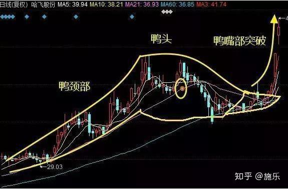 老鸭头形态图解