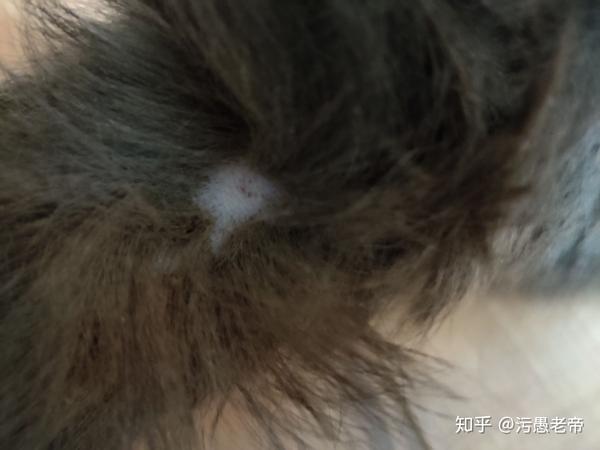 蓝猫尾巴突然秃了,疑似猫藓or毛囊炎or马尾病