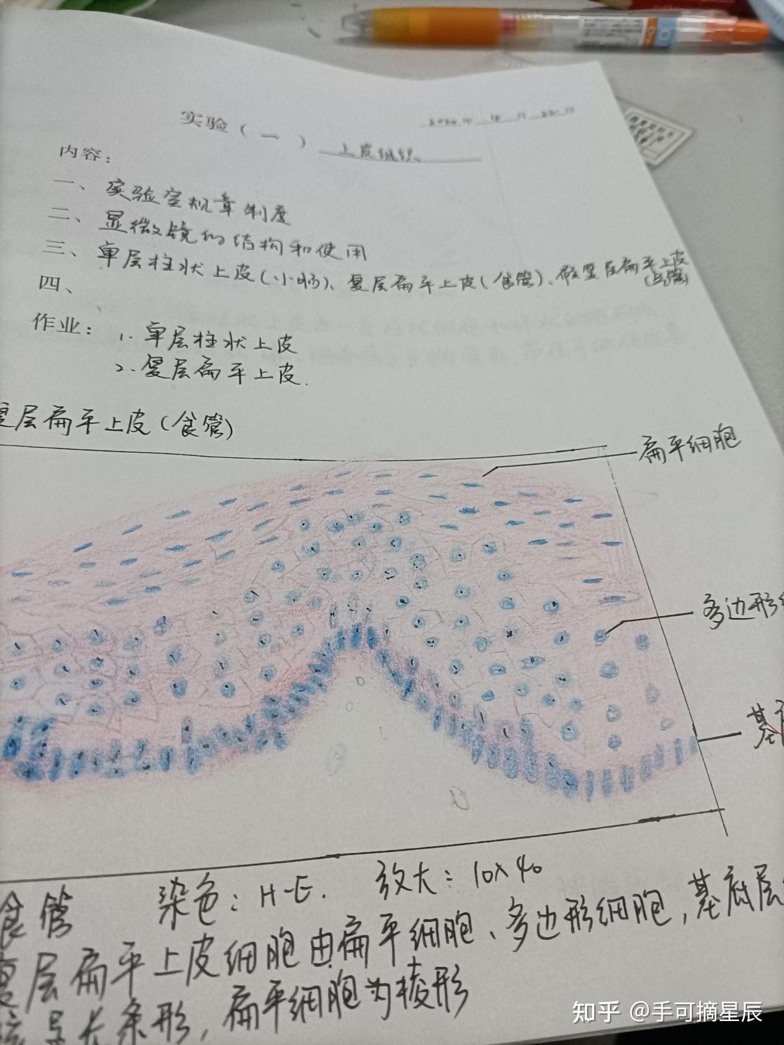 组织与胚胎学红蓝铅笔绘图已批改全部正确