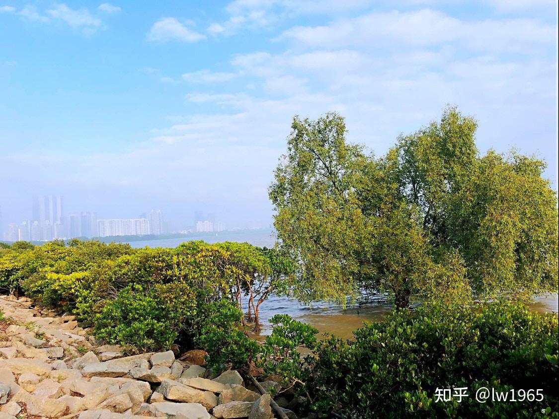 今日惊蛰漫步于深圳红树林海滨公园