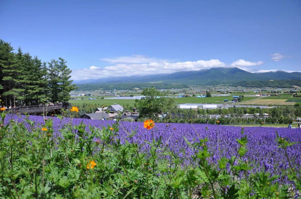 1北海道名满日本的私家农场富田农场