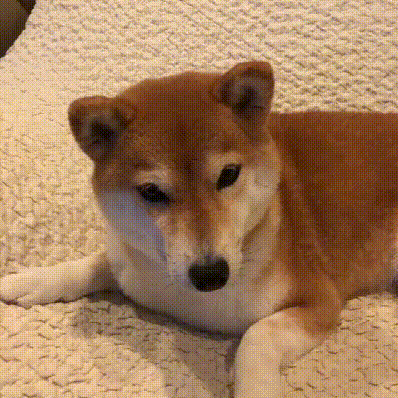 398_398gif 动态图 动图