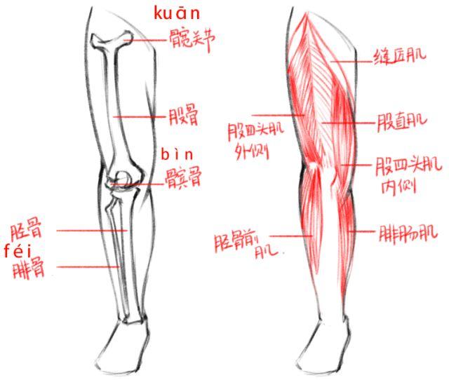 腿部骨骼,肌肉结构