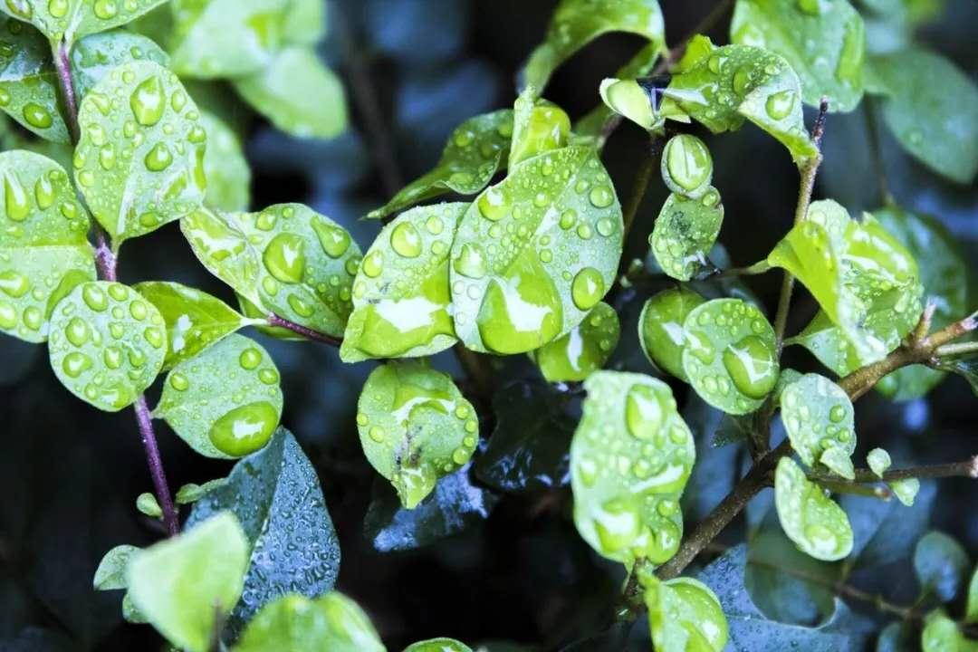 "意思是说,雨水节气前后,万物开始萌动,春天就要到了.