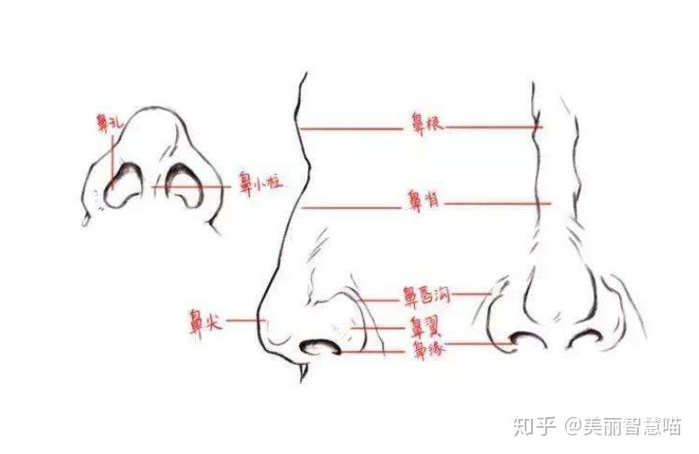 一般我们会从 鼻山根,鼻背骨,鼻小柱,鼻头,鼻基底多个维度去解析一个