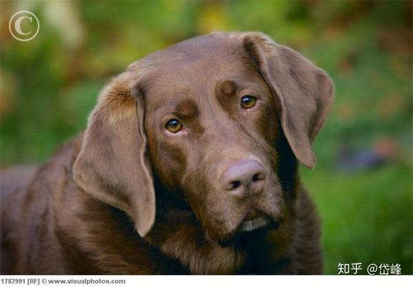 同样,拉布拉多犬(labradors)有黄色,棕色和黑色这三种.