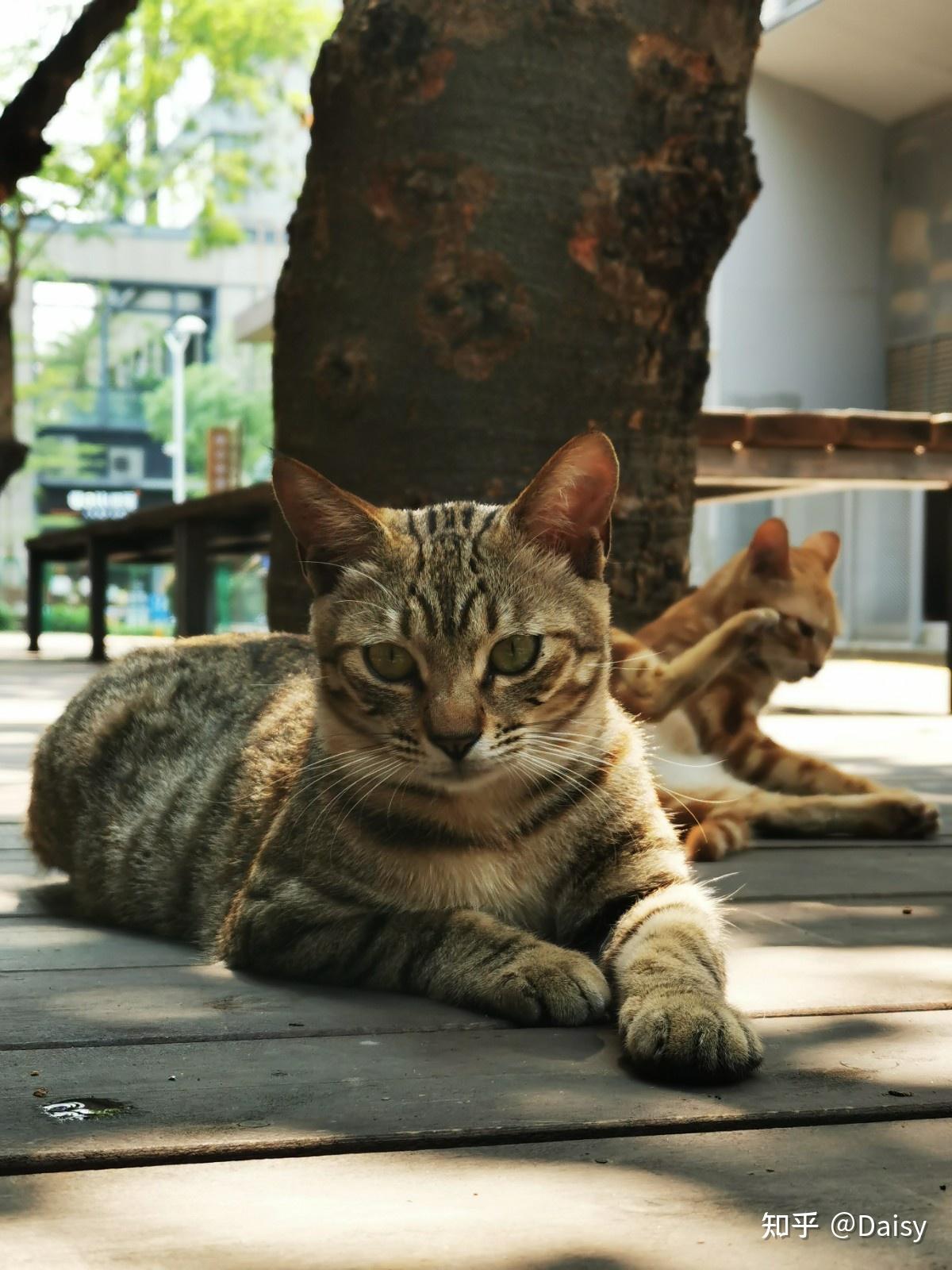 中华田园猫丨狸花猫