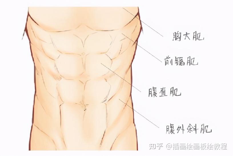 漫画腹肌怎么画?教你如何画出健硕的男性腹肌!