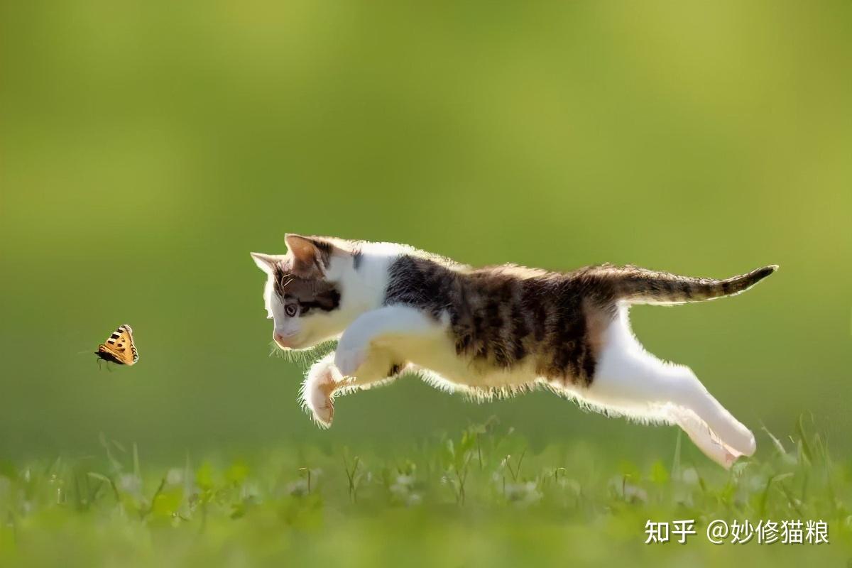1,追逐它,从猫咪面前快速跑过