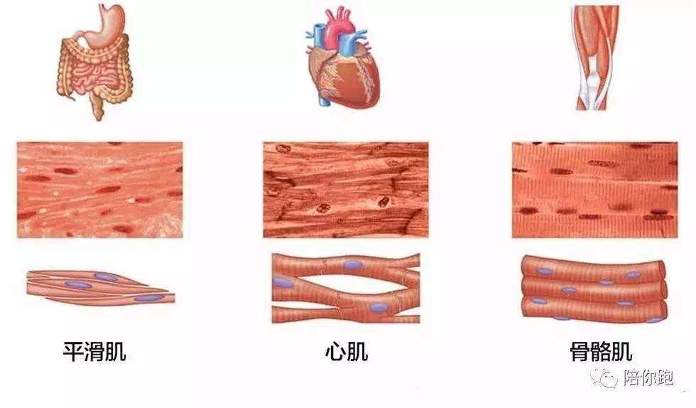 新型冠状病毒157:间叶组织,间充质,骨骼肌,横纹肌