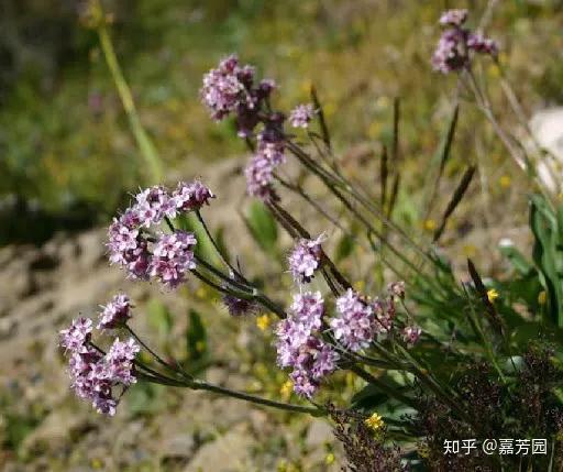 芳疗基础小嘉u学堂禅意定心穗甘松