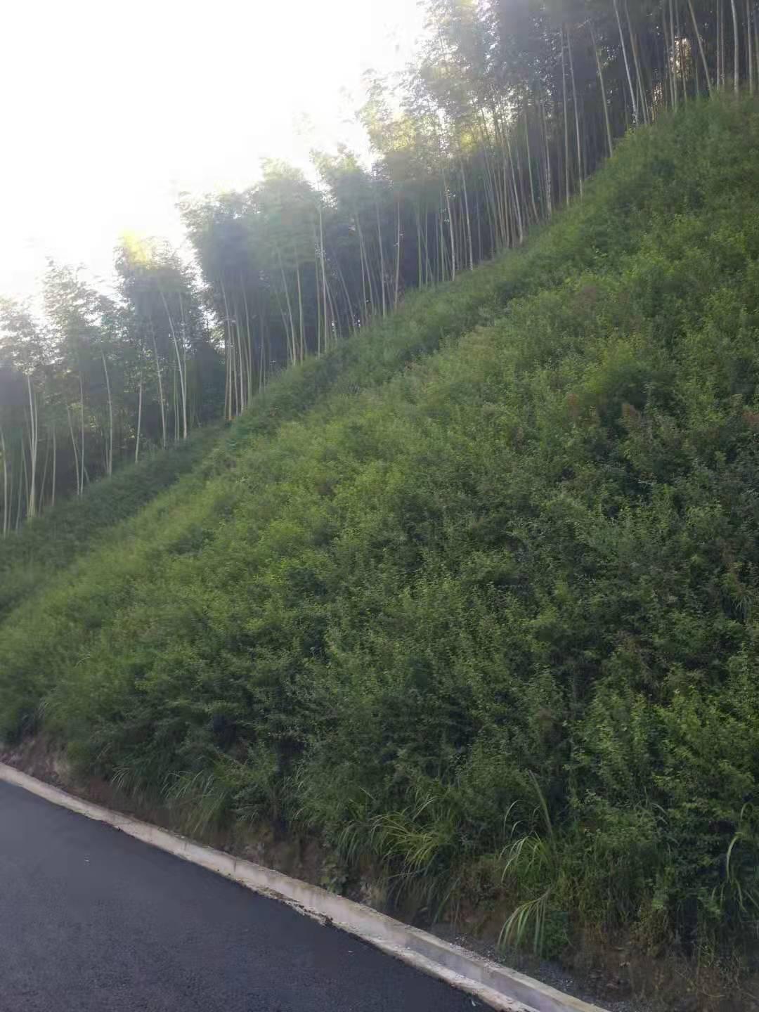 衢州公路边坡绿化项目