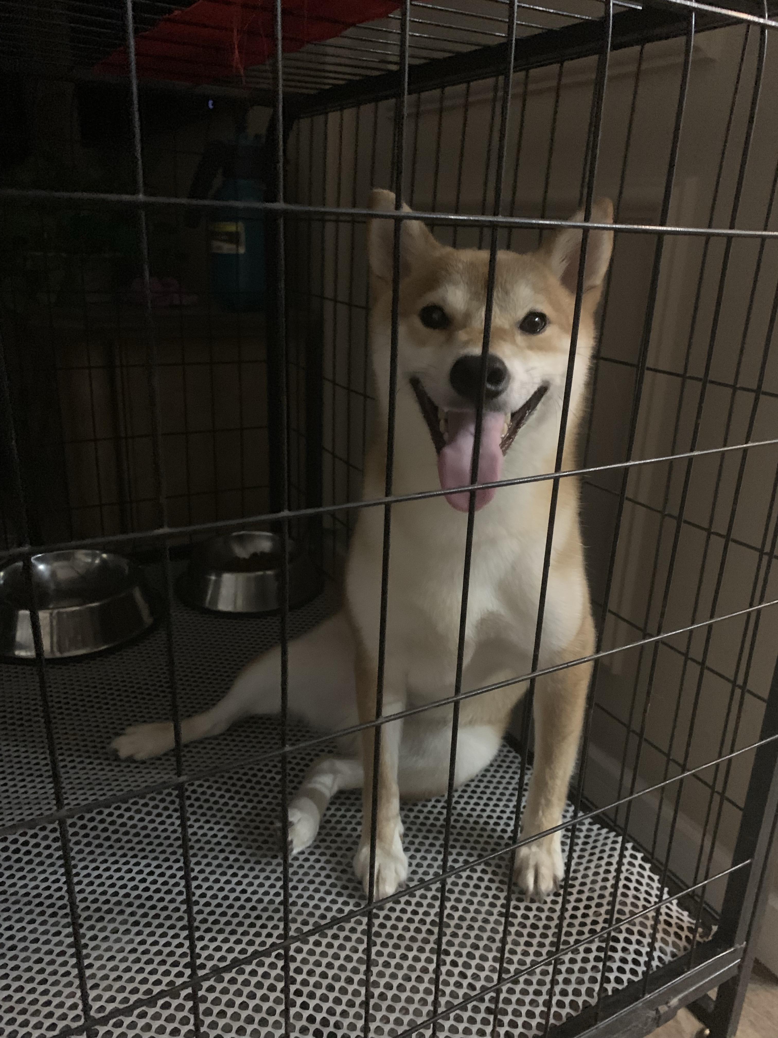 柴犬不发腮怎么办