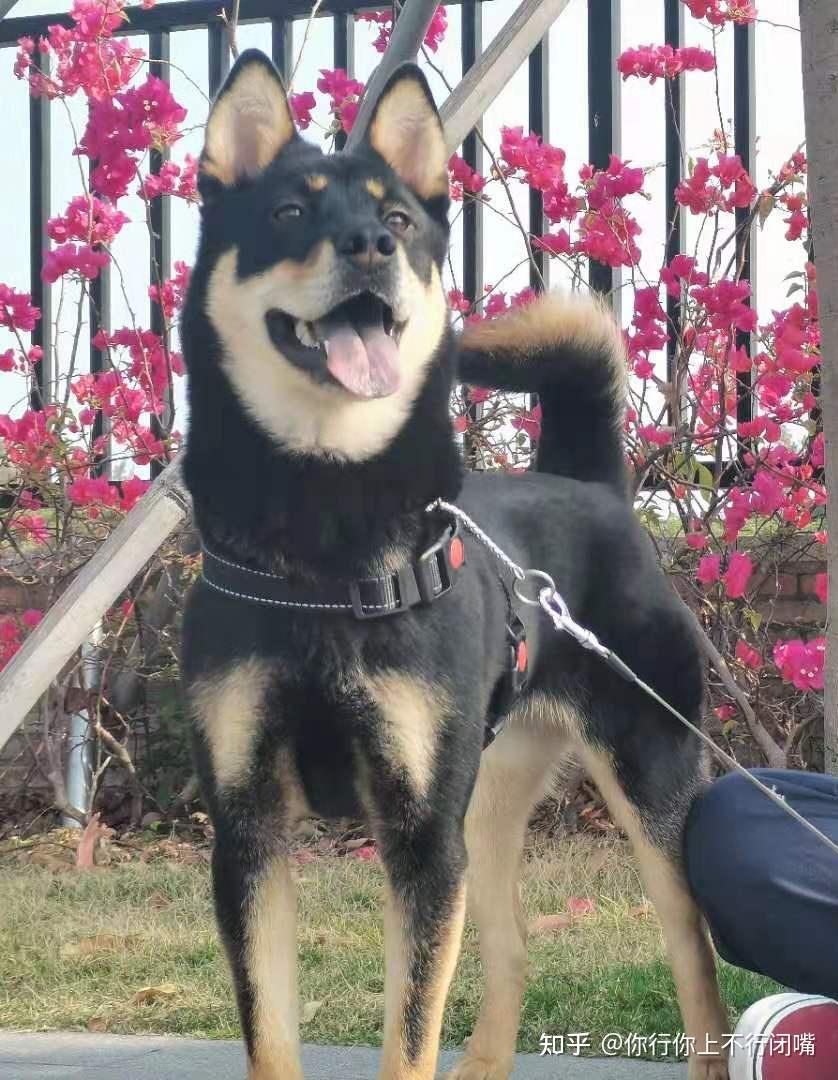 中华田园犬中的四眼狗是什么犬类