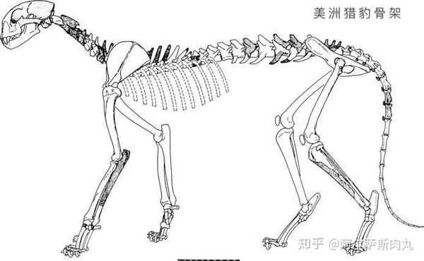 惊豹骨骼重建图,可以看到它们的四肢和脊椎都与猎豹非常相似是高度