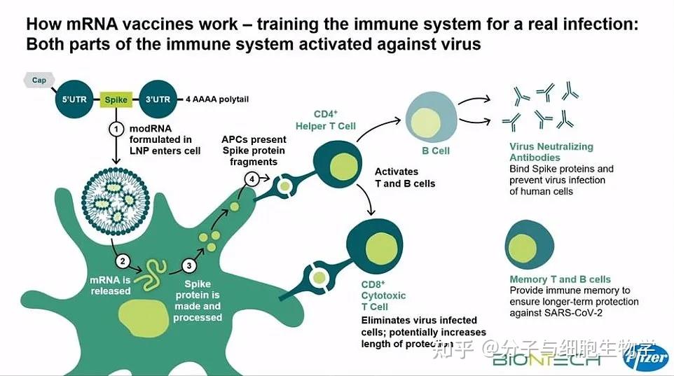 mrna流感疫苗的原理是怎样的