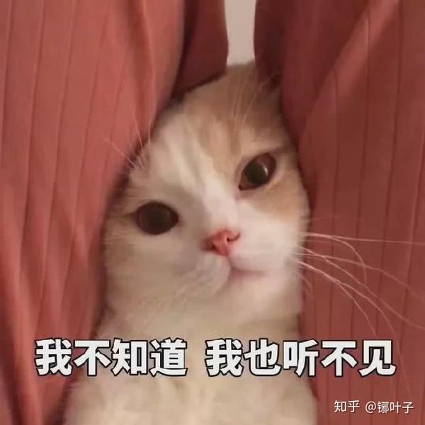 如何培养一只温顺粘人的猫?