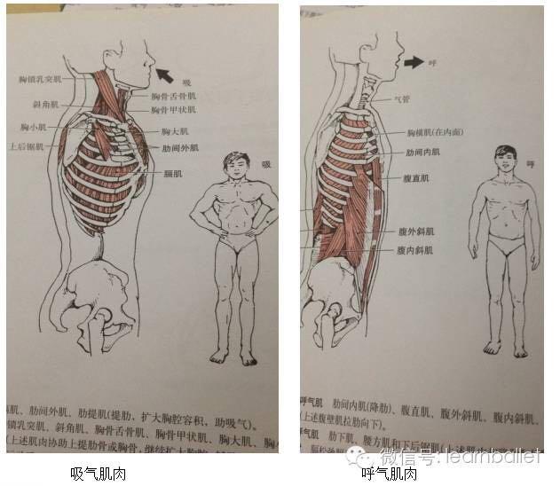 斜角肌,胸大肌,胸小肌等),加上肋骨之间的肋间外肌,都可以帮助提升