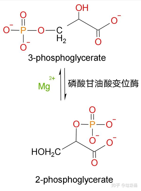 由3-磷酸甘油酸异构为2-磷酸甘油酸,需要  的参与,是可逆反应