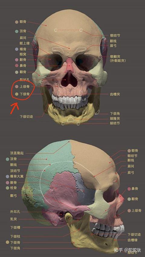 头骨图