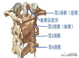 细剖第一颈椎干货分享建议收藏