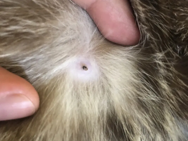 不会吧,不会吧,不会还有人不知道猫乳头长什么样吧?