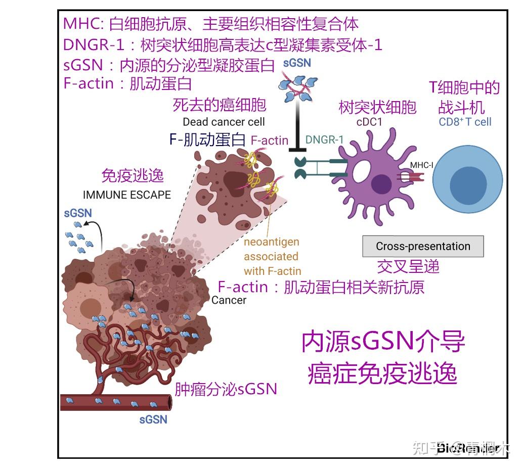 肿瘤分泌凝胶蛋白介导癌症免疫逃逸补充资料