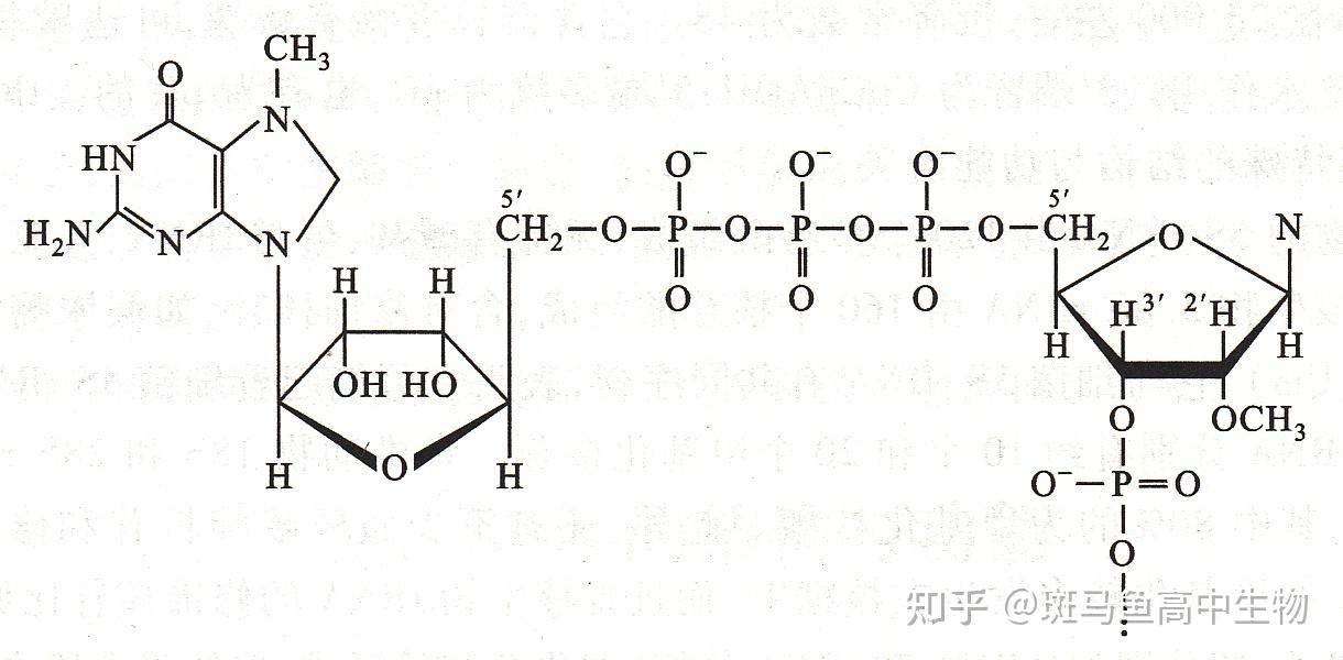 为什么mrna帽结构可以提高稳定性 知乎